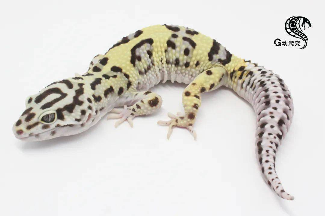 pupcake破壳宠物烘焙pupcake是您值得信赖的宠物营养搭配专家,也是一