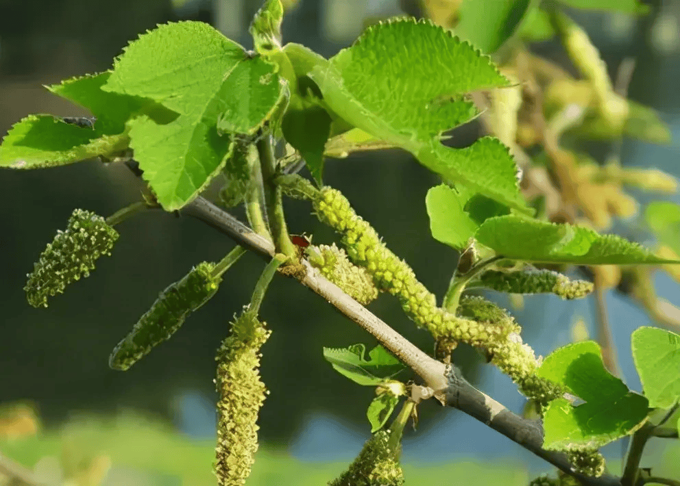 它的官方名称叫"构树",在我们这都叫楮树.你怎么称呼?楮不揪子part.