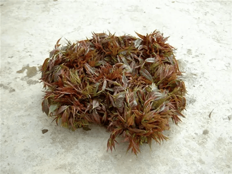 最近吃货的桌上,恐怕都有这个菜!_香椿_味道_阜阳