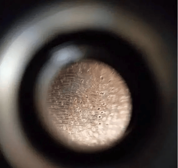 微观世界显微镜下的金丝楠木