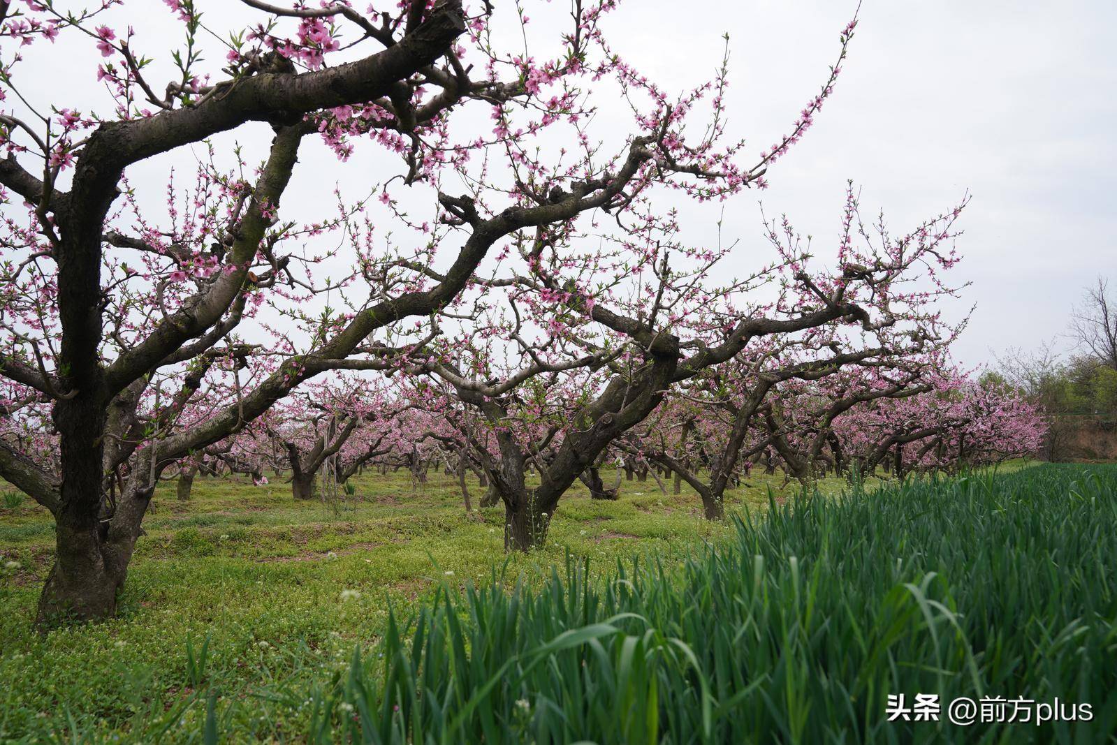 西安踏青赏花好去处图片