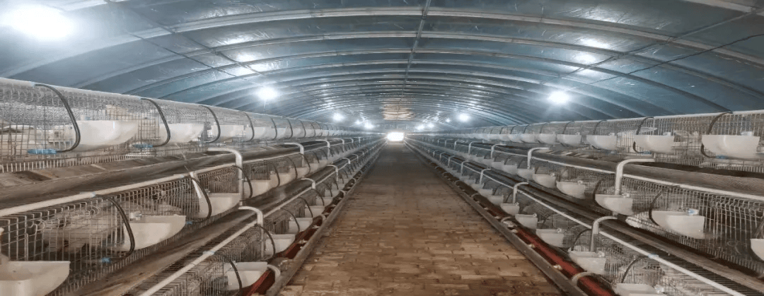 济阳信息网新市镇土马河烤兔被评为2024年第34届内蒙古国际农业博览会