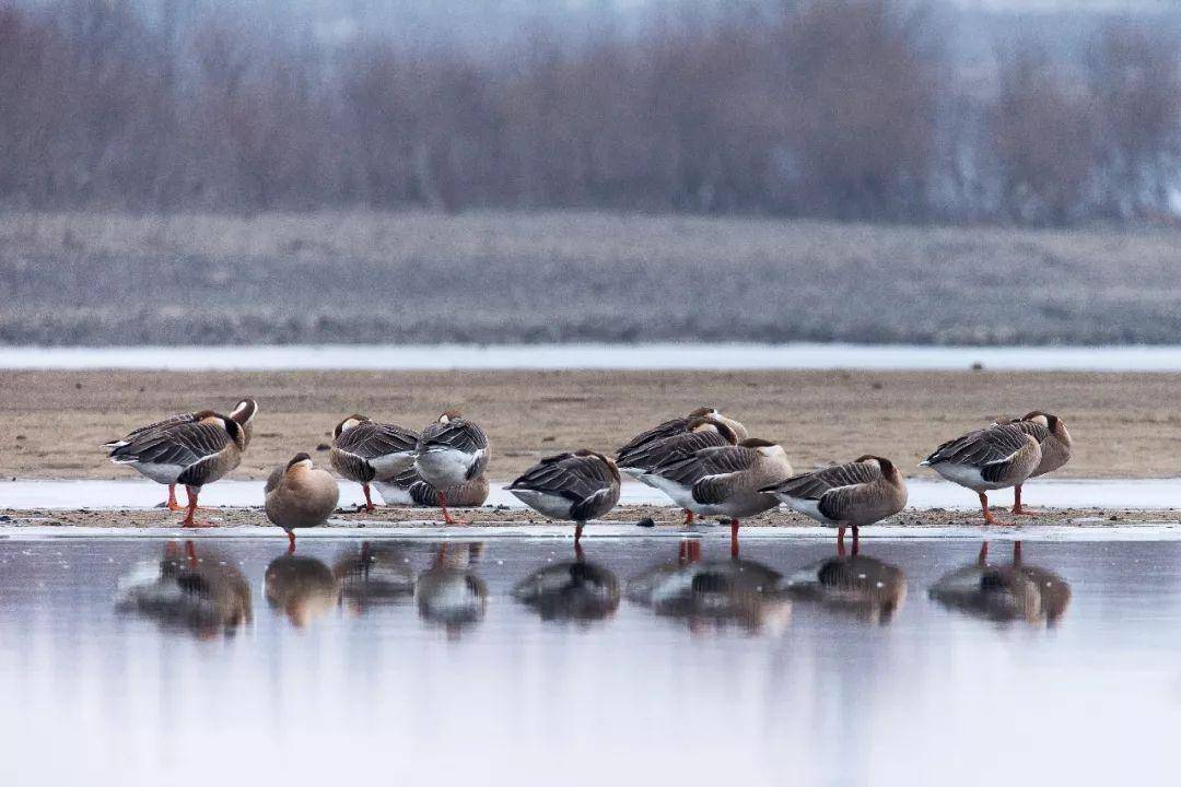 摄影/走遍东北亚▲ 中华秋沙鸭,被誉为鸟中大熊猫,是东北候鸟中的
