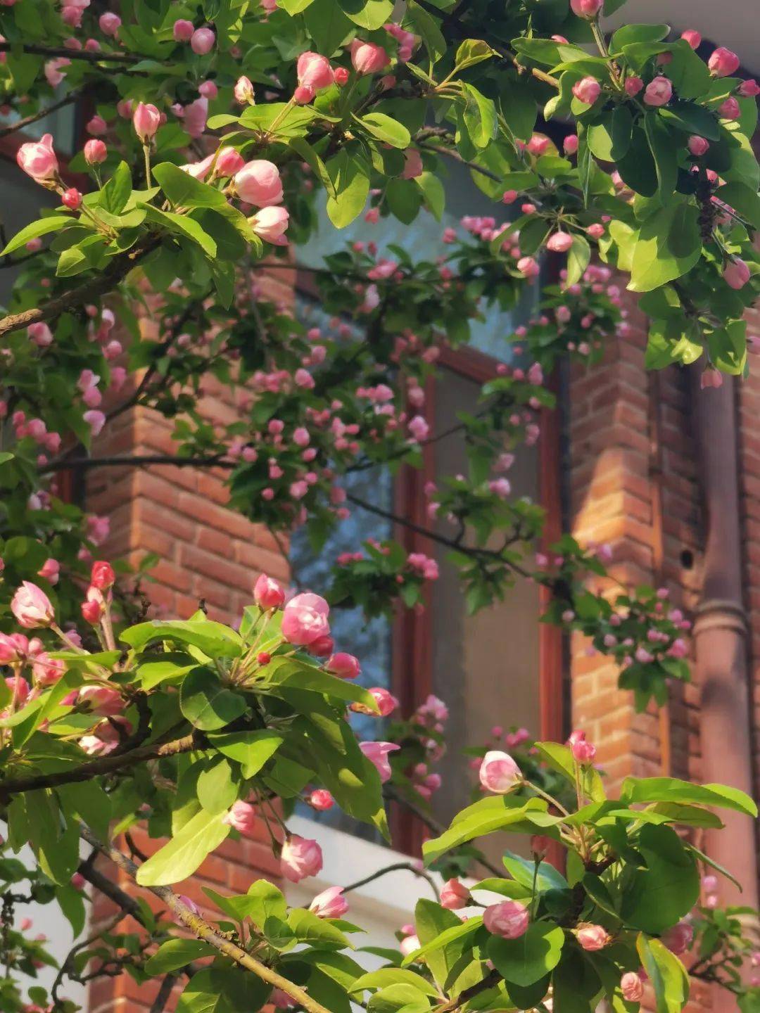 张思睿_梁绍楠_大人