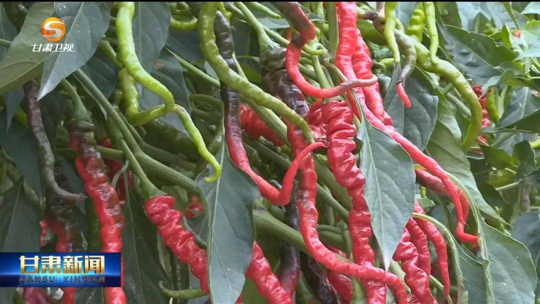 天水麻辣烫让甘谷辣椒更火红