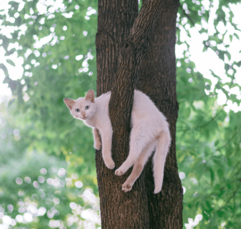 陈希瑞会爬树的摩托车外一篇