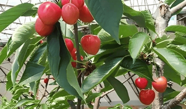 樱桃树苗什么时间栽最好不看我都不知道原来自己这么多年都弄错了难怪