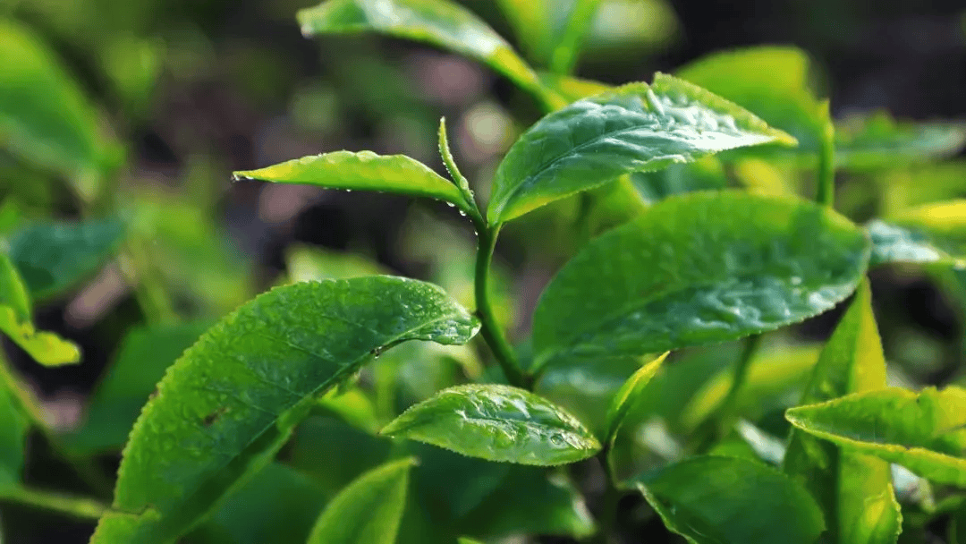 茶事丨绿茶基本冲泡方法攻略,云南绿·春晖尝鲜少不了!