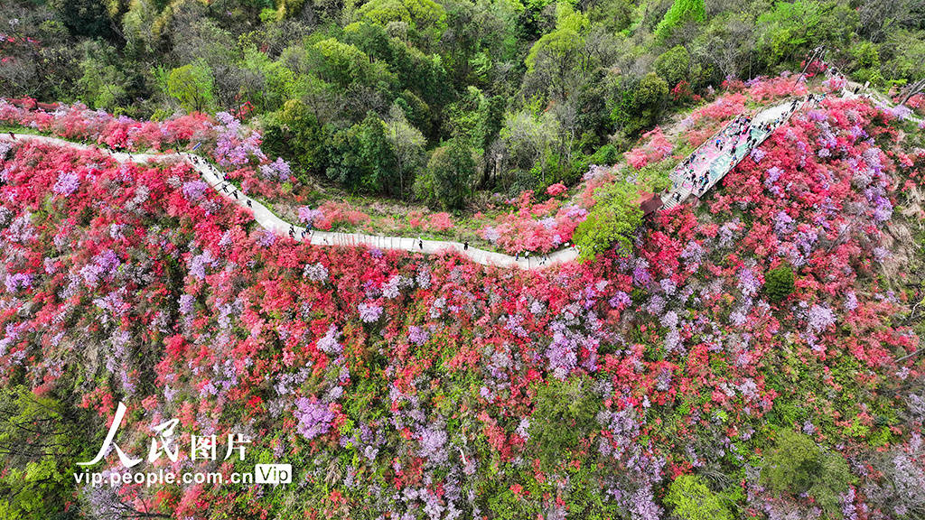 安徽岳西杜鹃花图片