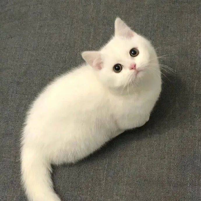 头像 | 这组用来做wechat头像超棒 ! 676767