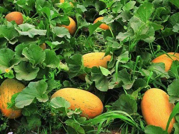 上海市果品行业协会向你介绍内蒙古水果