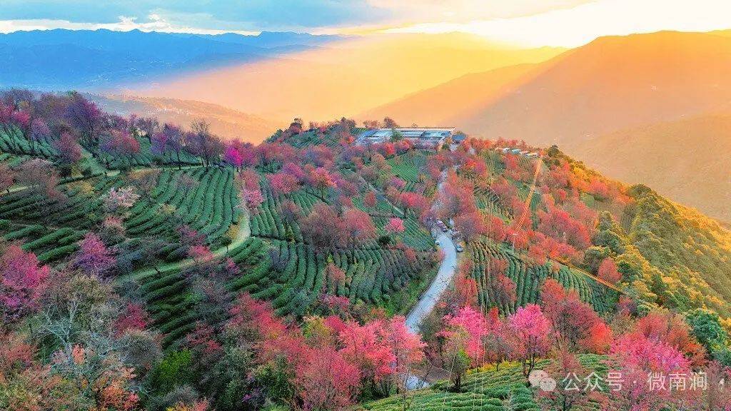 南涧做美做精做特无量山"三谷"_旅游_樱花_融合