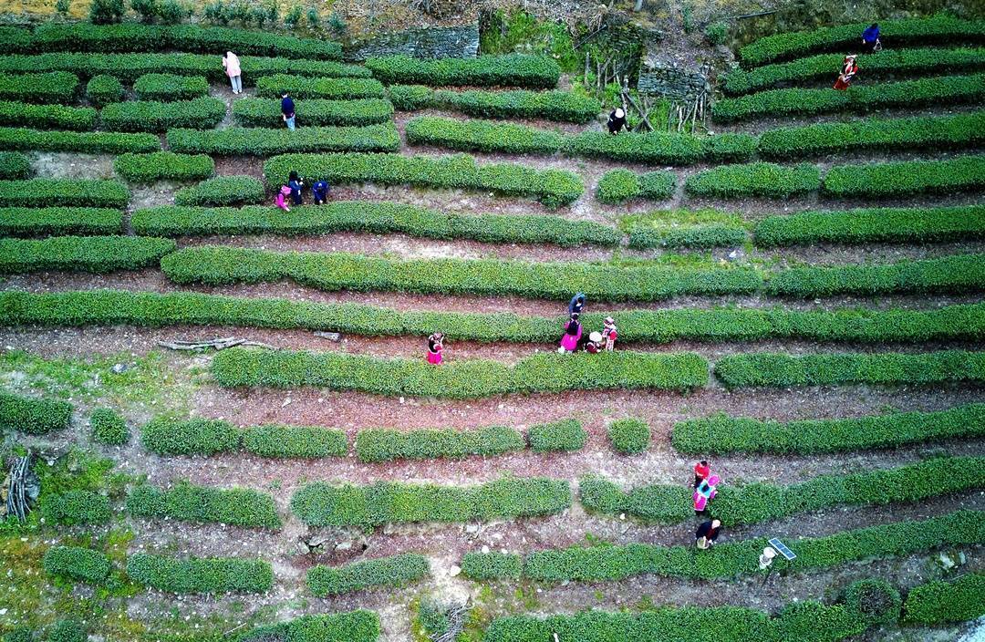 四川平武以茶为媒打造乡村旅游新名片