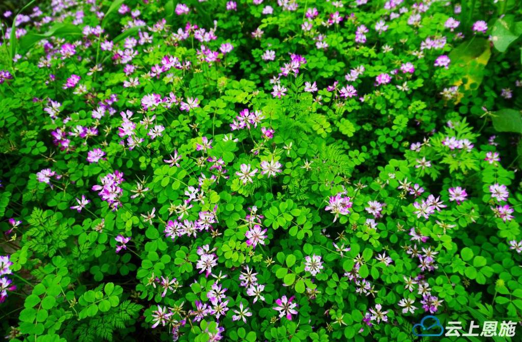 鹤峰如梦如幻紫云英