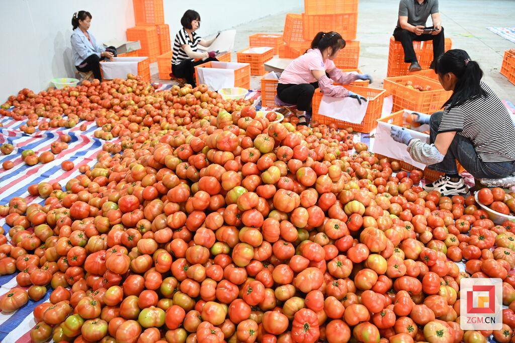 吃掉彩虹荣县鼎新镇彩虹番茄采摘节启动
