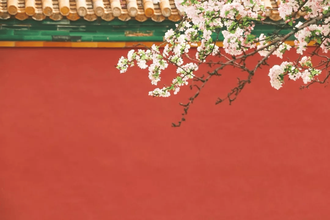 油菜花_樱花树_桃花