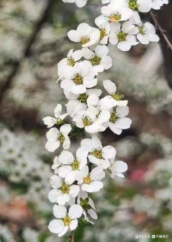 雪柳树繁花似锦_搜狐网