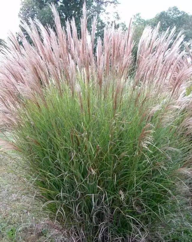 园林植物丨芒草类观赏草介绍_叶片_密度_形态