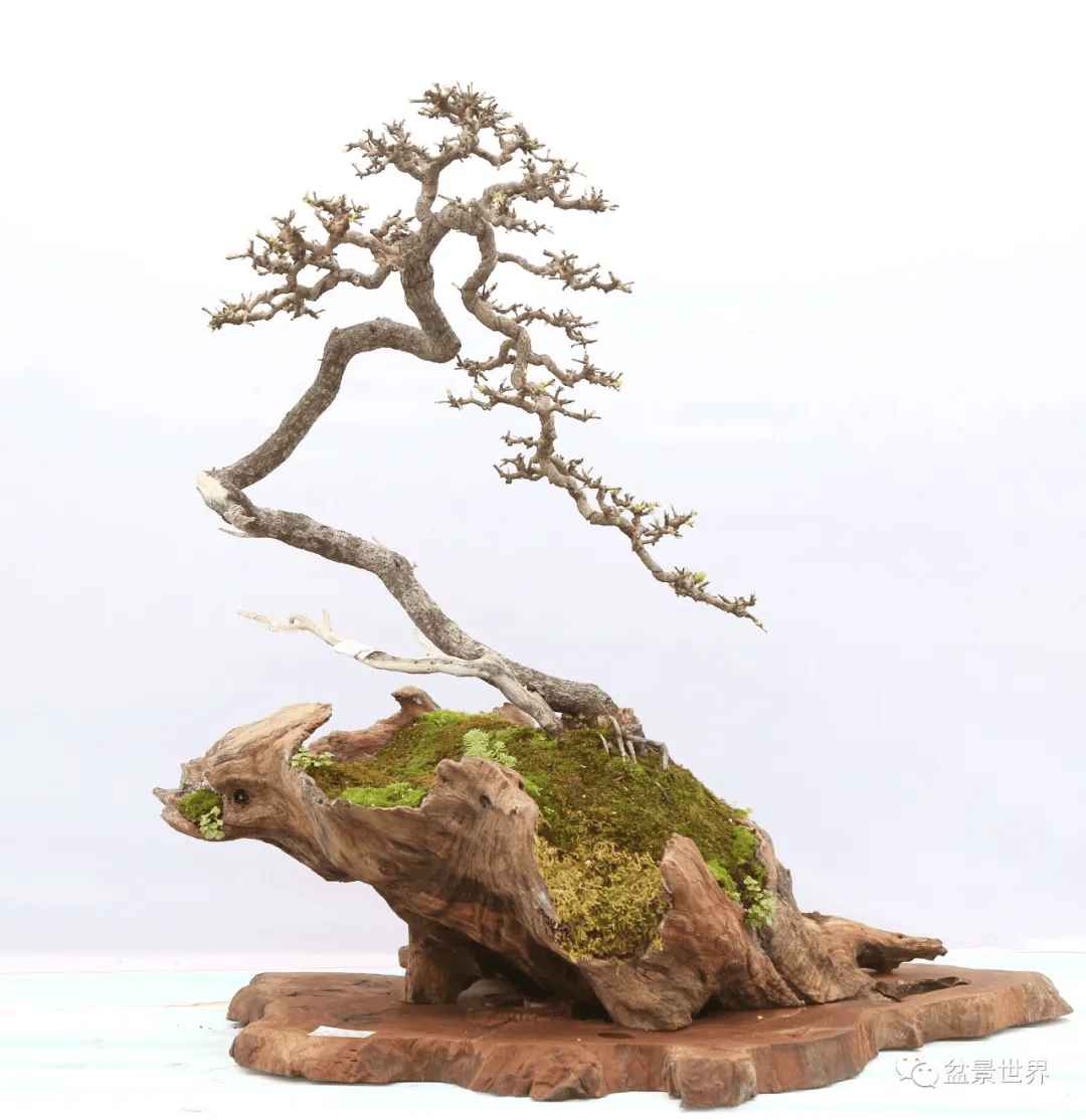 疯狂的木头_作品_cm_盆景