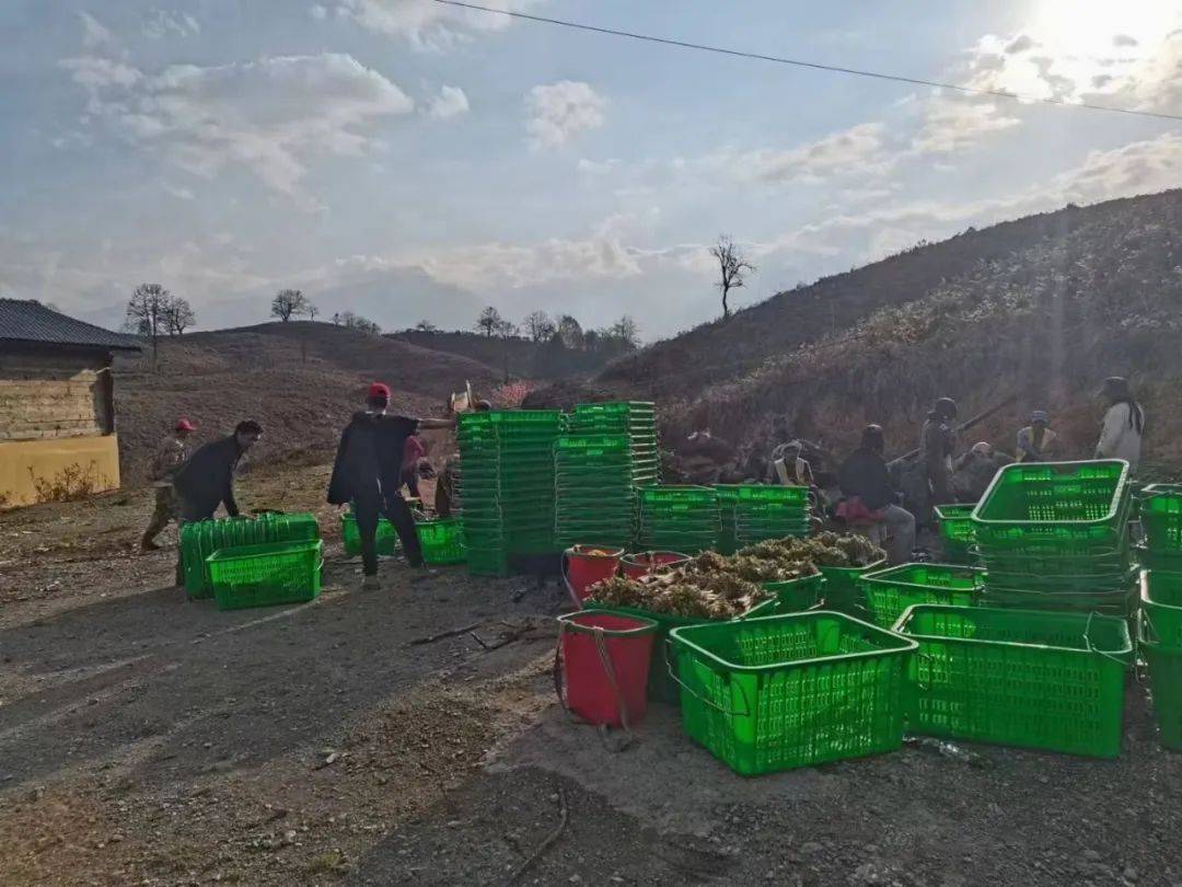 哇~捧当开始收蕨菜啦!大家快来看_收购_@qq_麻洛村