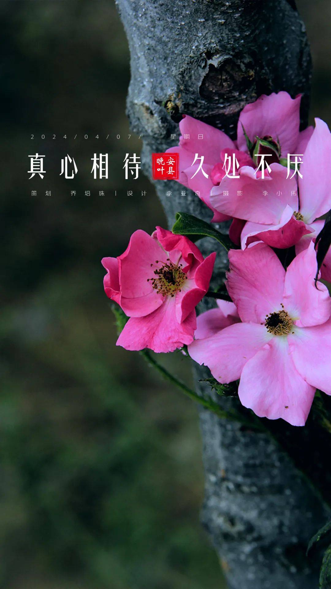 晚安叶县丨真心相待,久处不厌