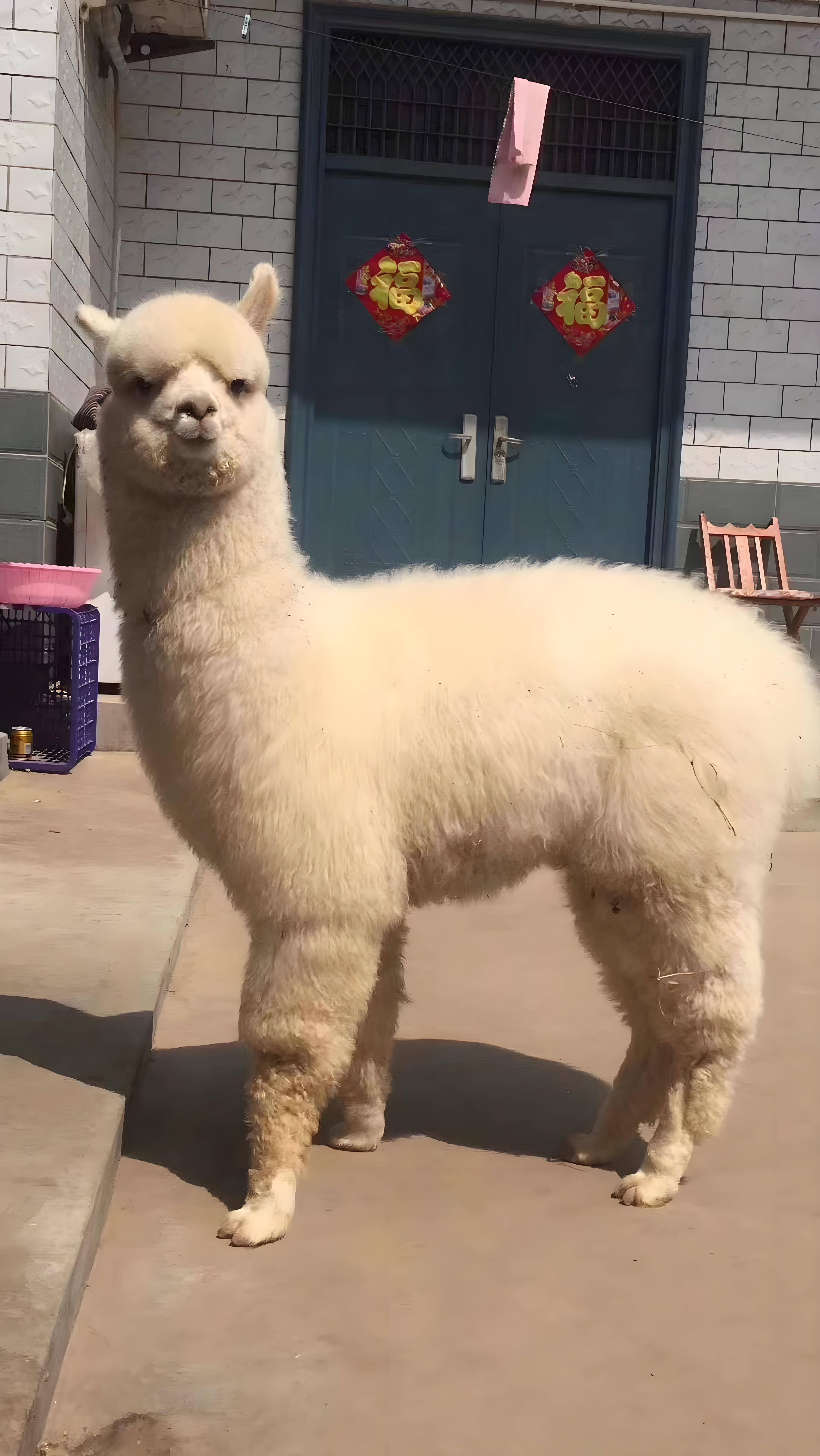 羊驼毛毛质优良,轻盈柔软又富有弹性,被称为"软黄金",市场价格昂贵