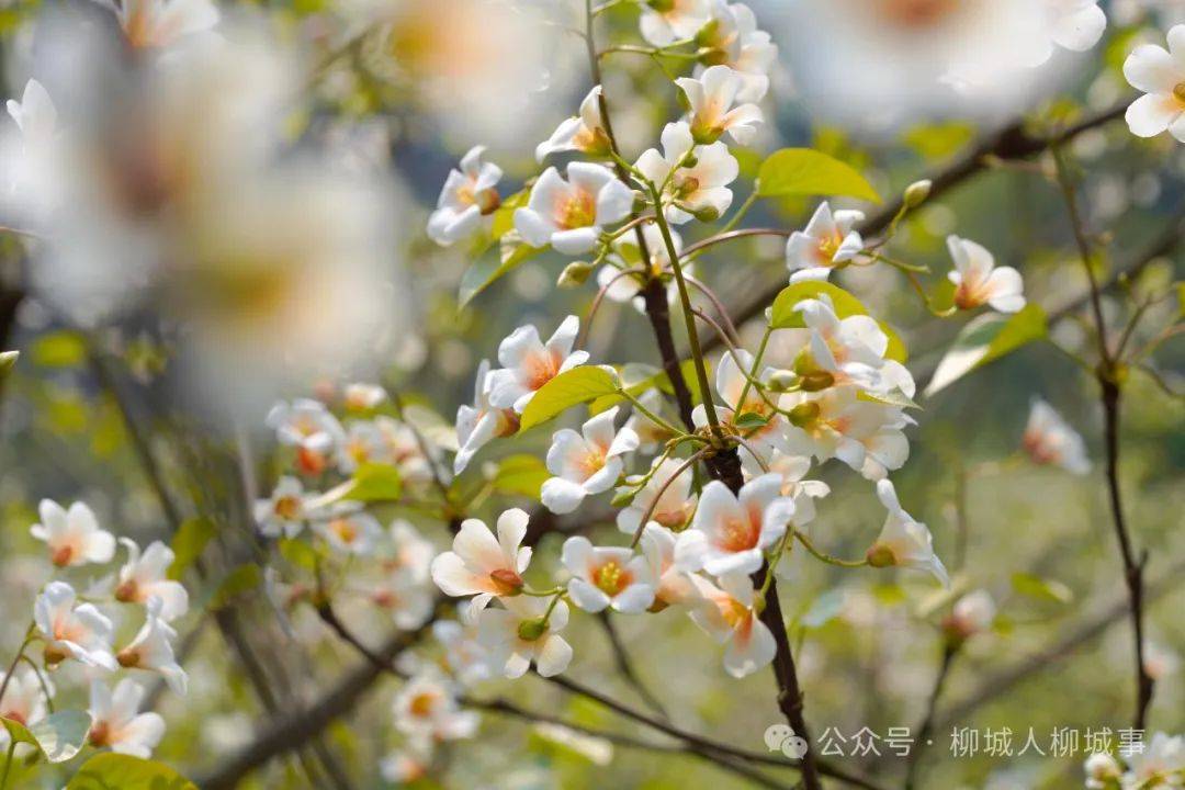 柳城香格里拉你去过吗