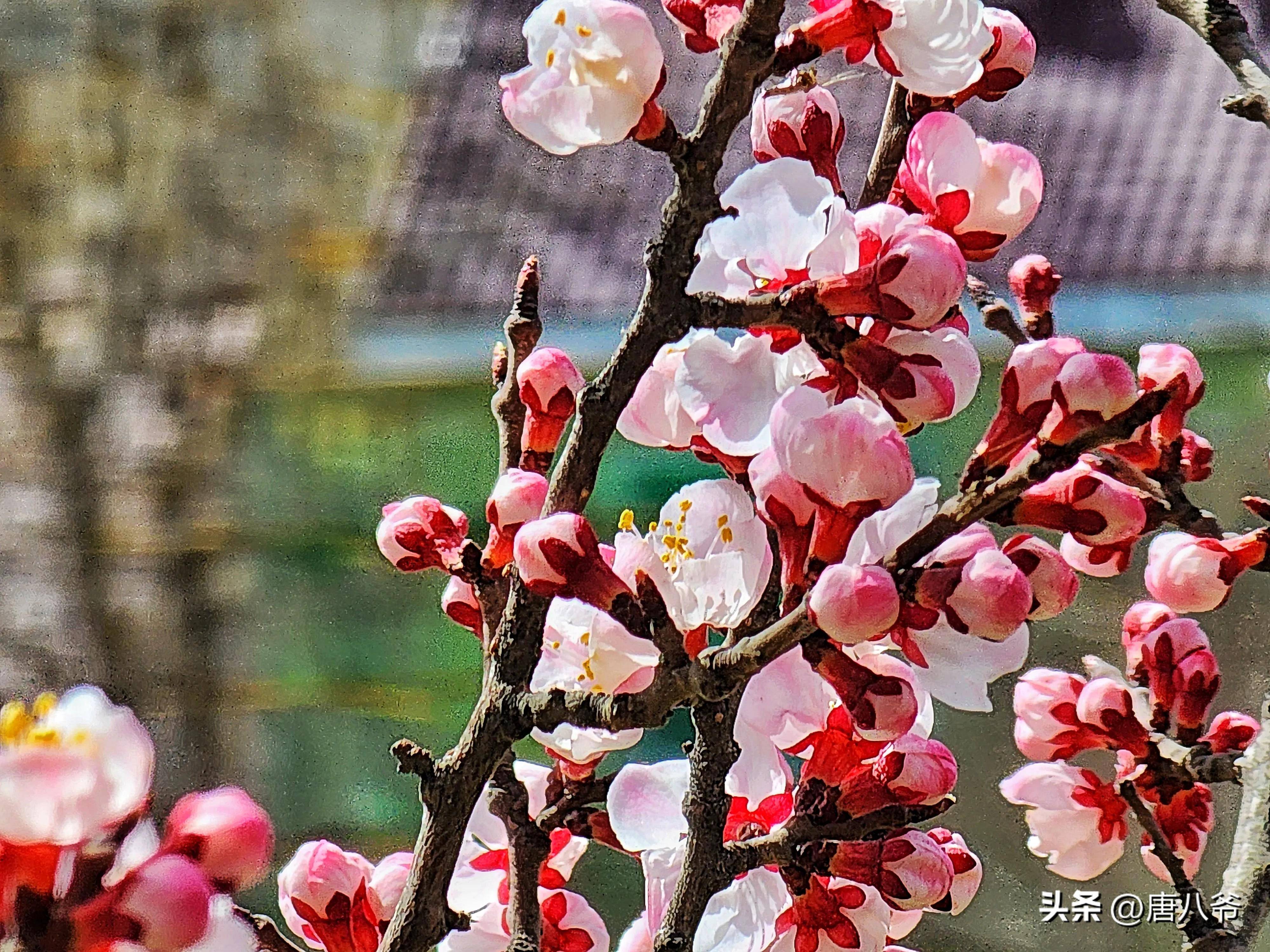 春天生机勃勃的景象图片