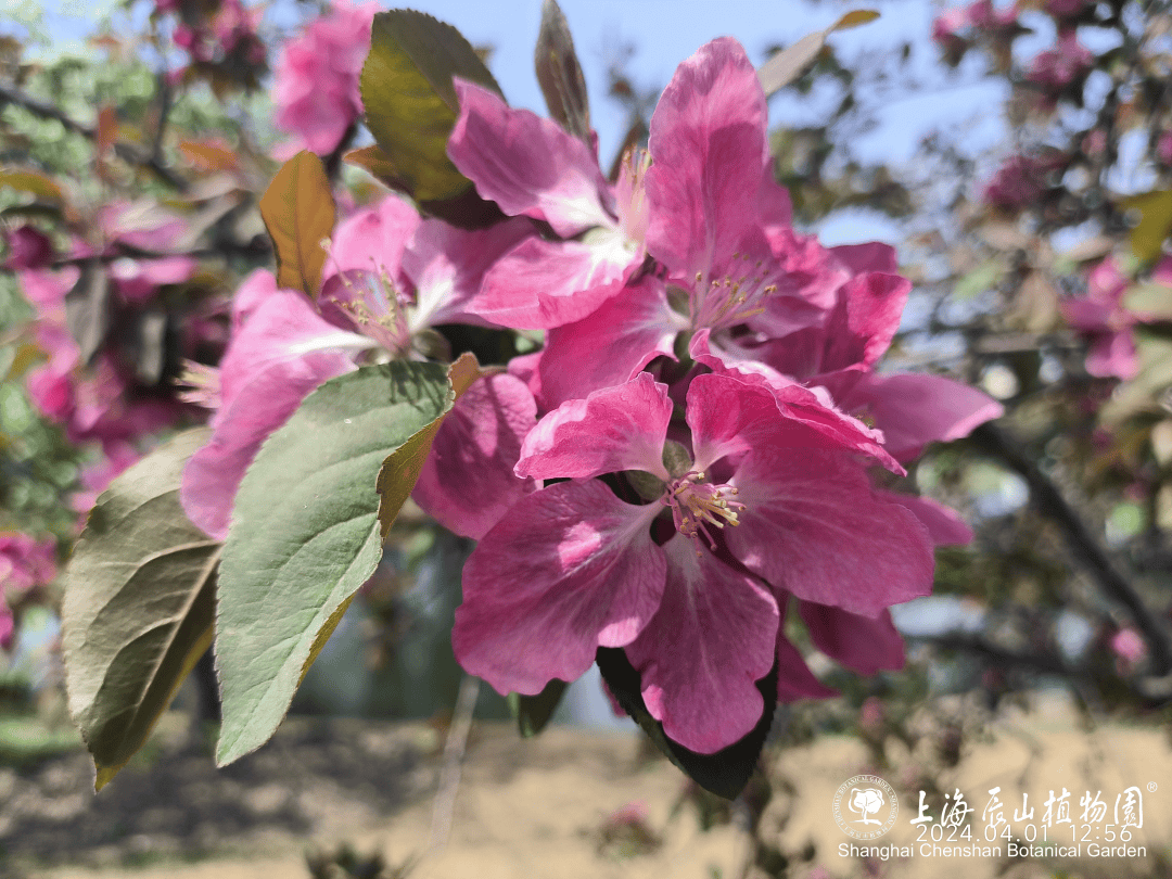 趣游佘山|时晴时雨,辰山海棠依旧_苹果_malus_植物