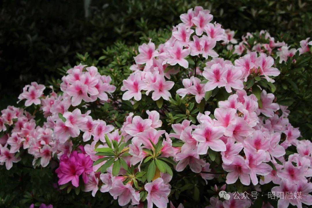 春暖昭通丨昭阳春色组图