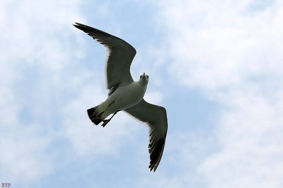 千姿百态的海鸥