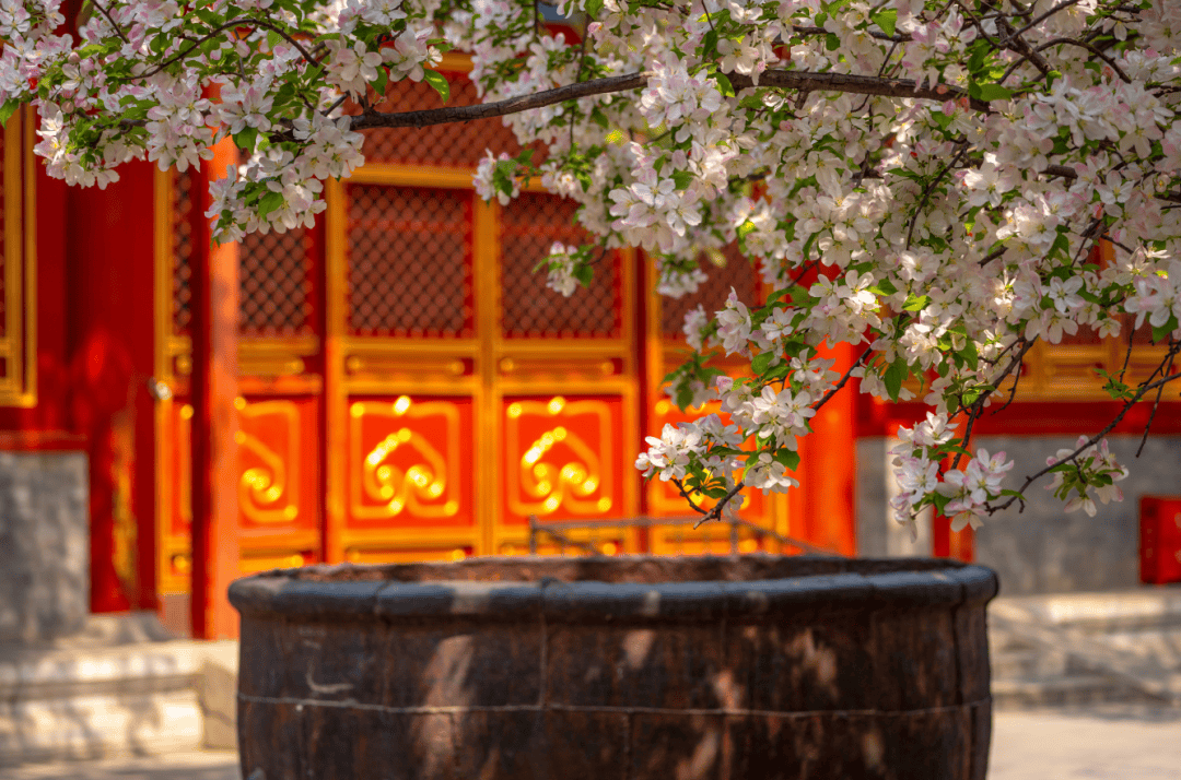 迎来盛花期北京绝美海棠花海都去哪儿看除了元大都还有