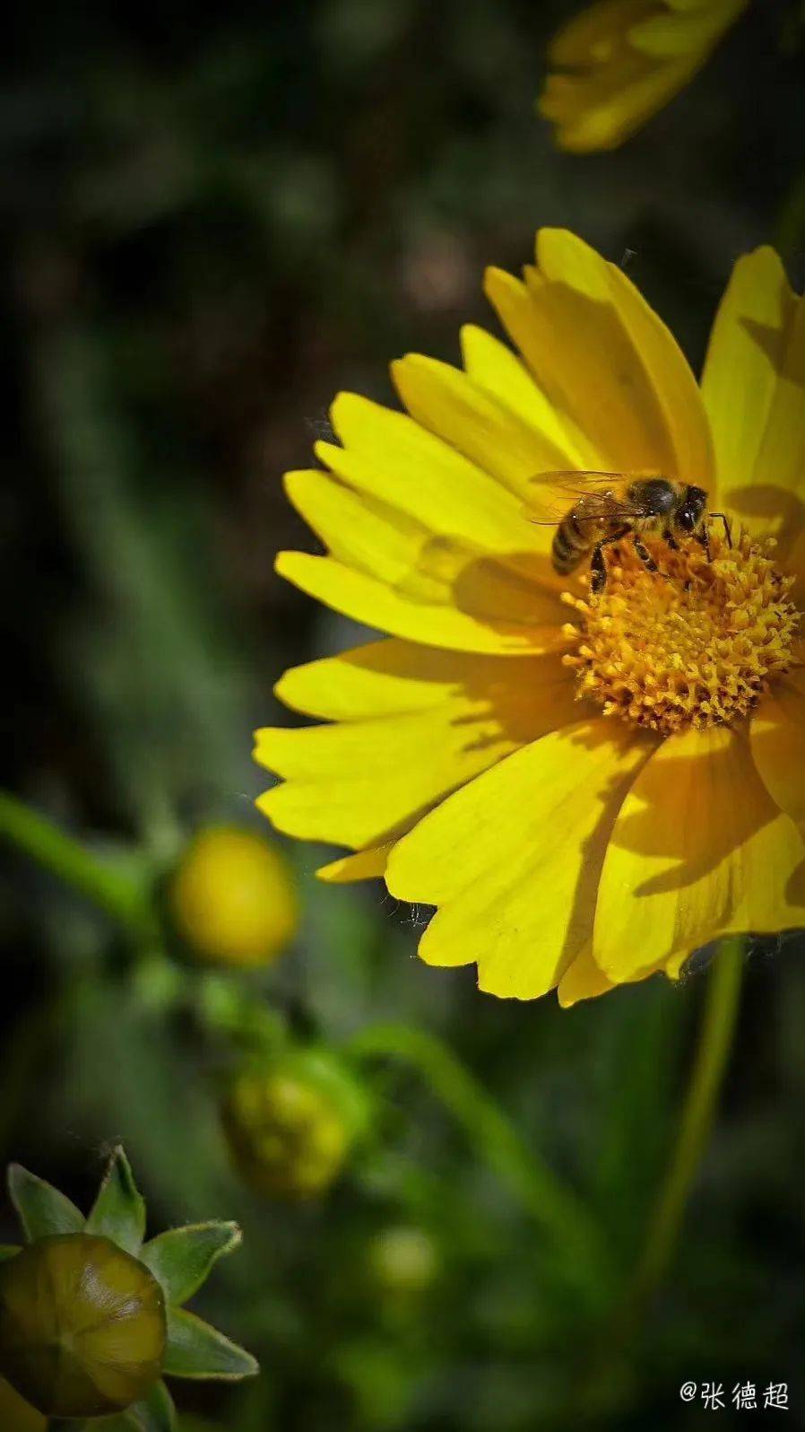 《春日采蜜图》教育学部 仇文杰part05优秀作品(五)镜头里有"春和景明