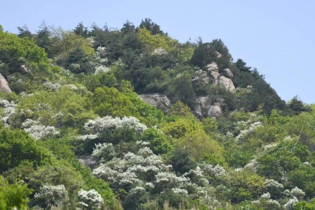 本周活动合集秦岭花海户外徒步休闲踏春邂逅醉美春光