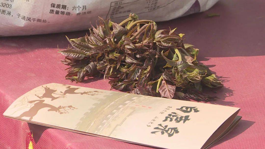 石家庄鹿泉区谷家峪第四届香椿节:享绿色生态不负"椿"日时光