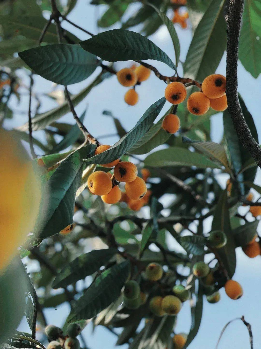 春天的福州好甜呀