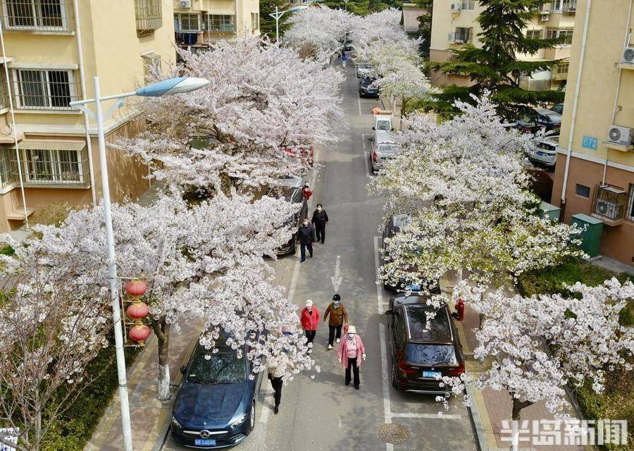青岛有个樱花社区,800多株竞相绽放_半岛_海洋_大道