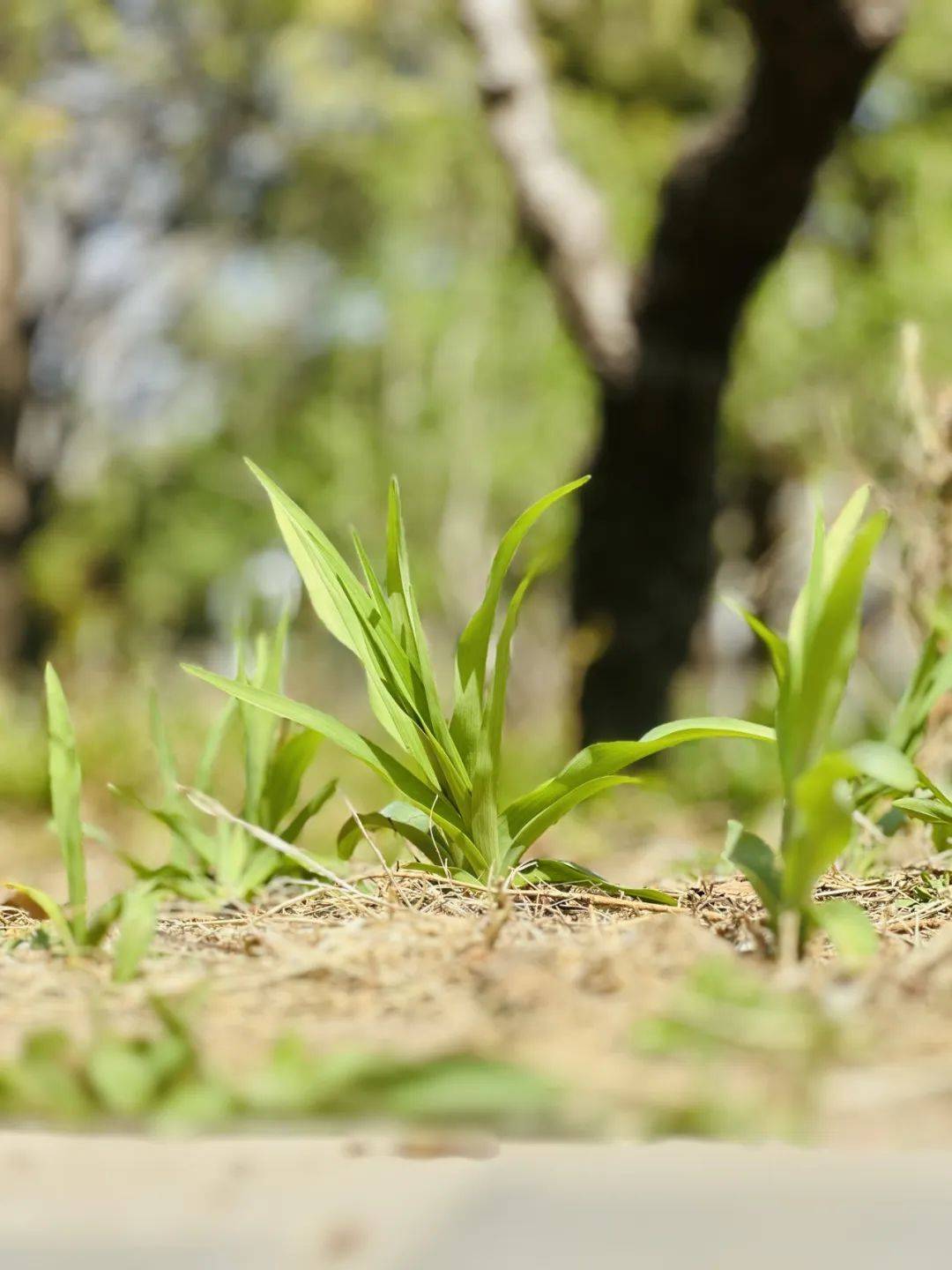 春天的小草带着泥土气息的生命力，它们突破枯叶的束缚，昂首迎接新生。