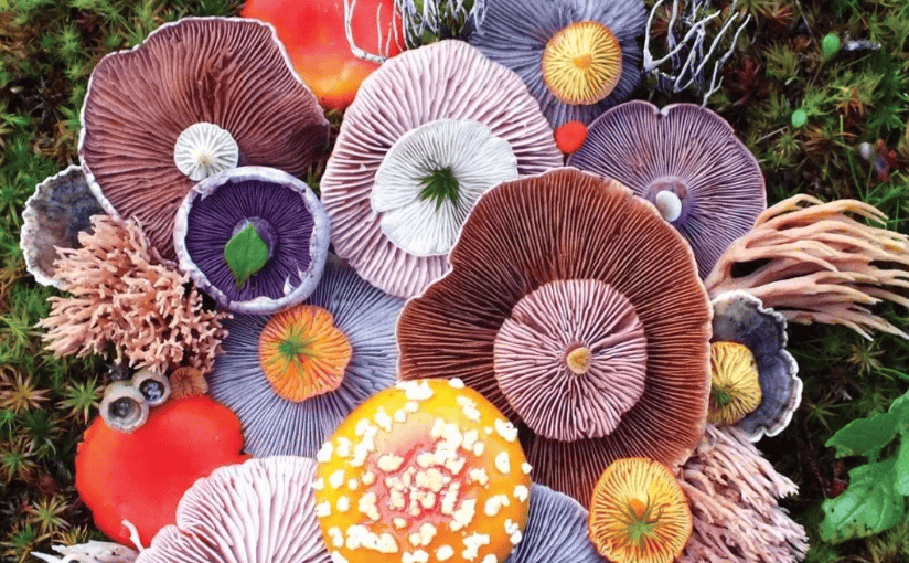 毒蘑菇其种类很多,常见的有毒伞(又称蒜叶菌,鬼笔鹅膏,绿帽菌)褐鳞小