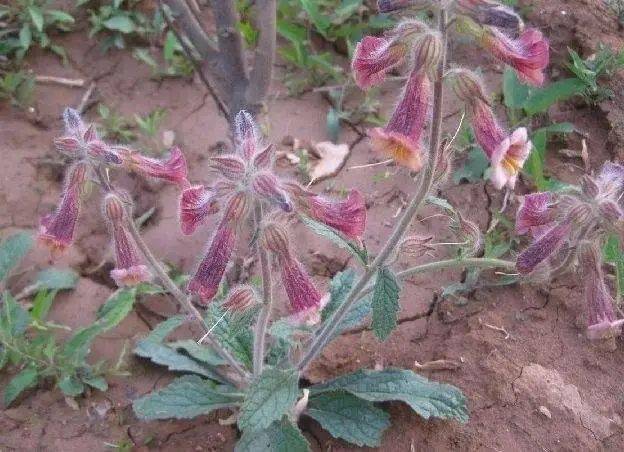 组团去打野再来尝一口乐昌人儿时的野菜盛宴