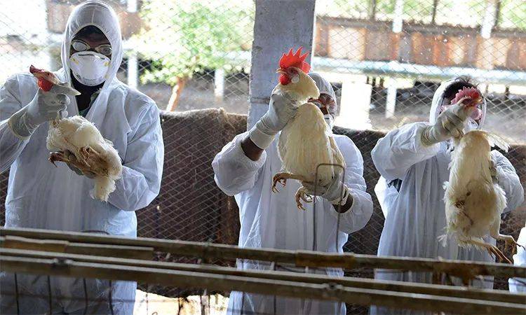 瑟瑟发抖又一高致病性病毒来了比新冠狠100倍死亡率52加国恐遭殃