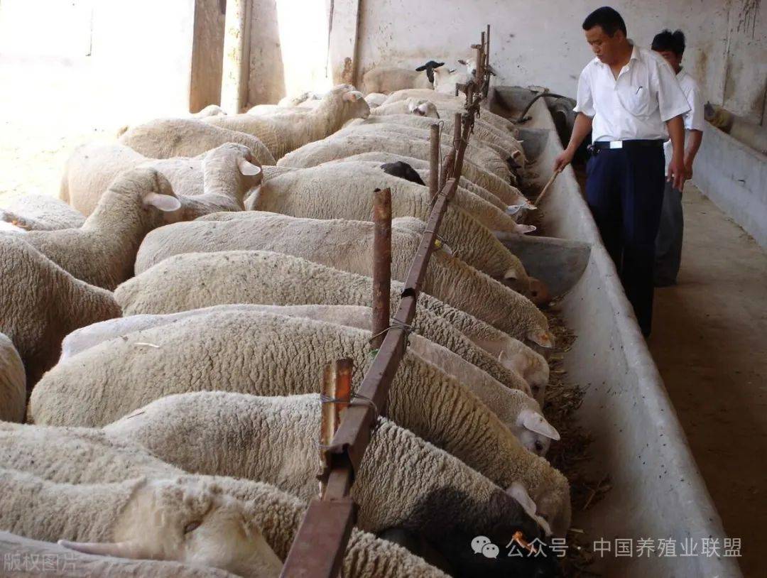 杜泊羊的5大优点和2大缺点