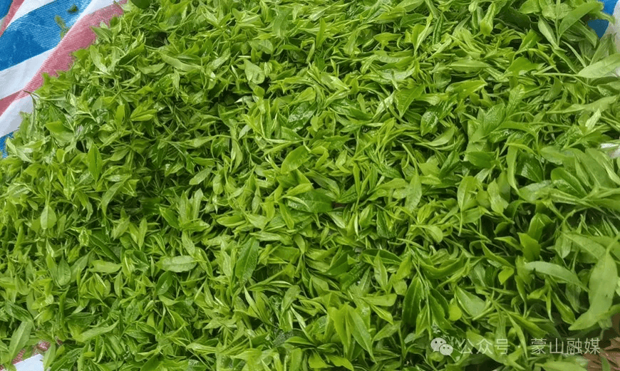 长寿之乡广西蒙山,福建柘荣,广东大埔春日茶园"上新"_茶叶_进行_西河