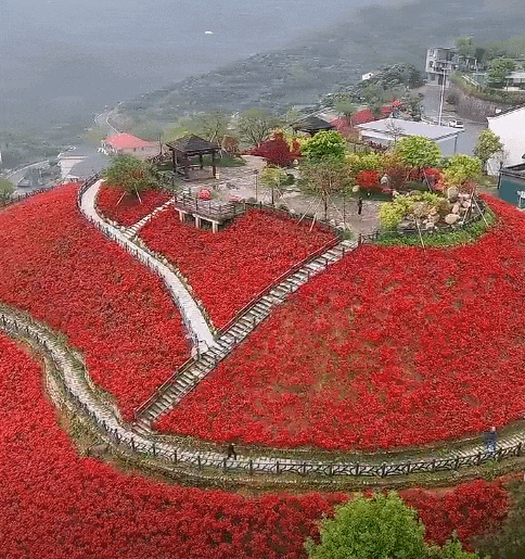 金华山的半山腰,30余亩杜鹃花开遍山野,胭脂染遍,姹紫嫣红_花海_山坡