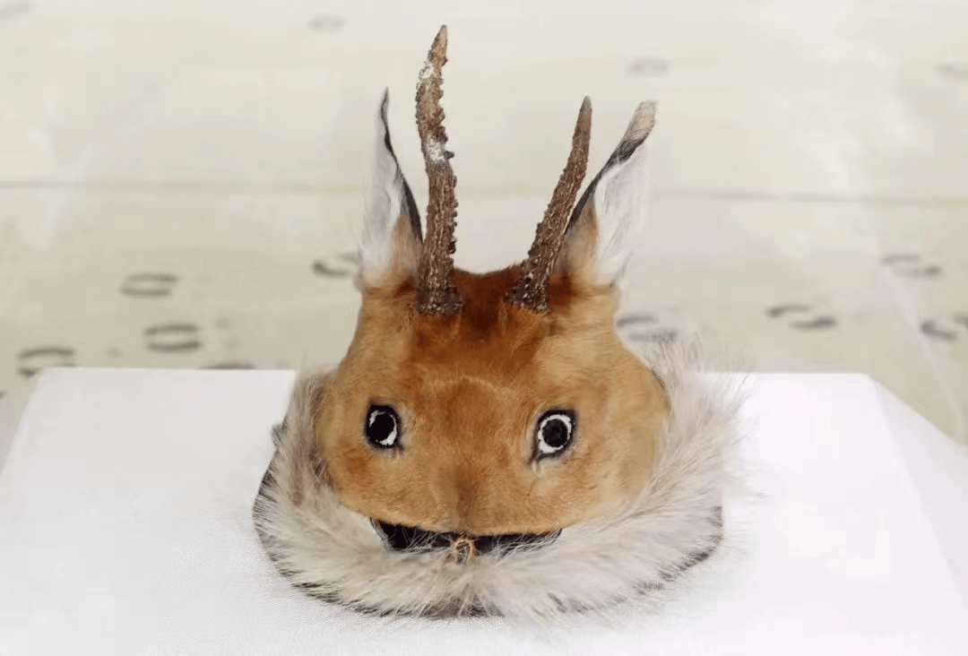 i北疆传承②狍角帽鄂伦春的狩猎记忆