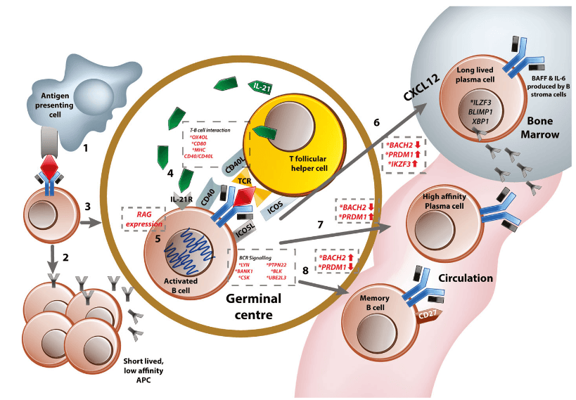 系统性红斑狼疮中六类免疫细胞