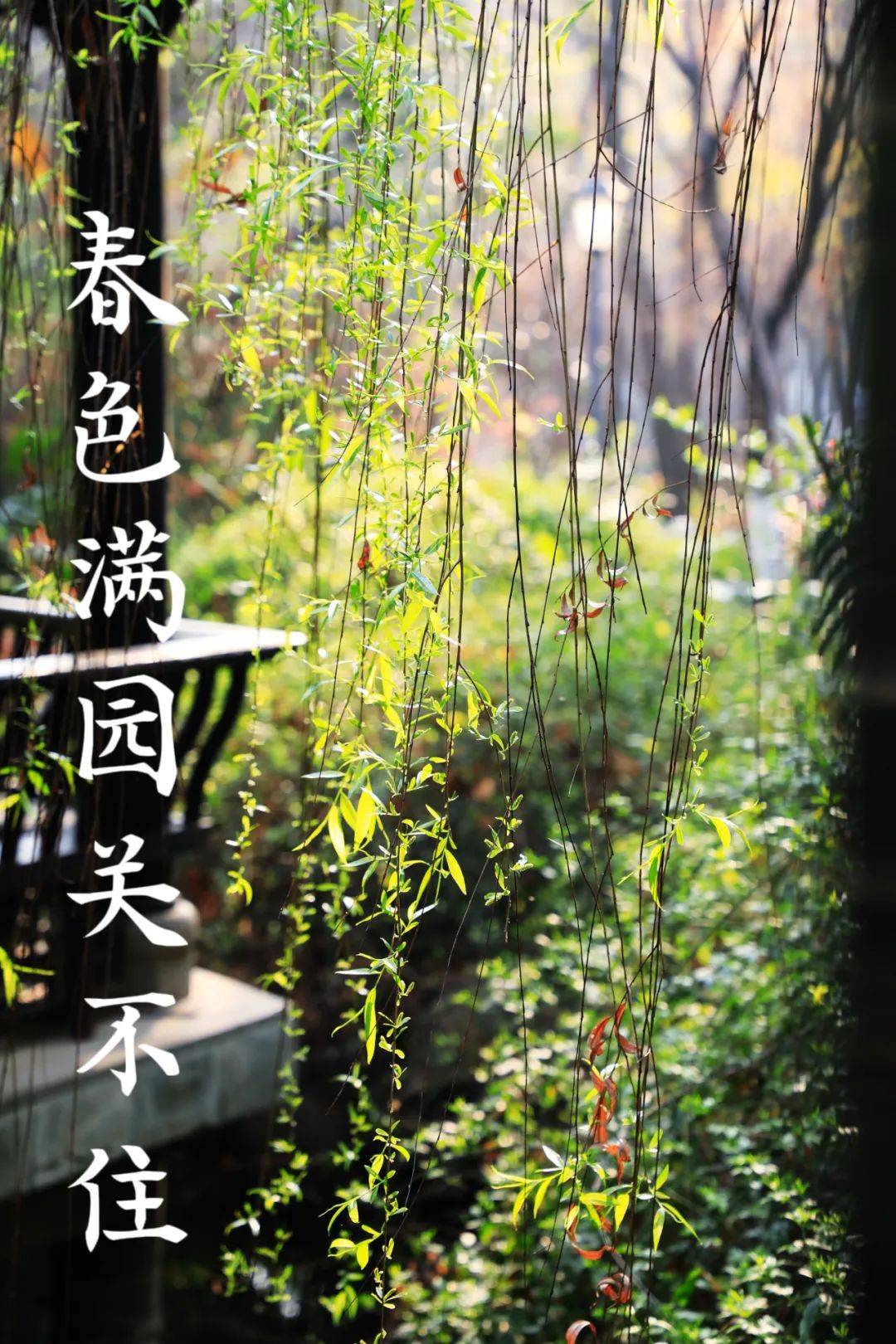 叮咚!你有一份七中春景待查收