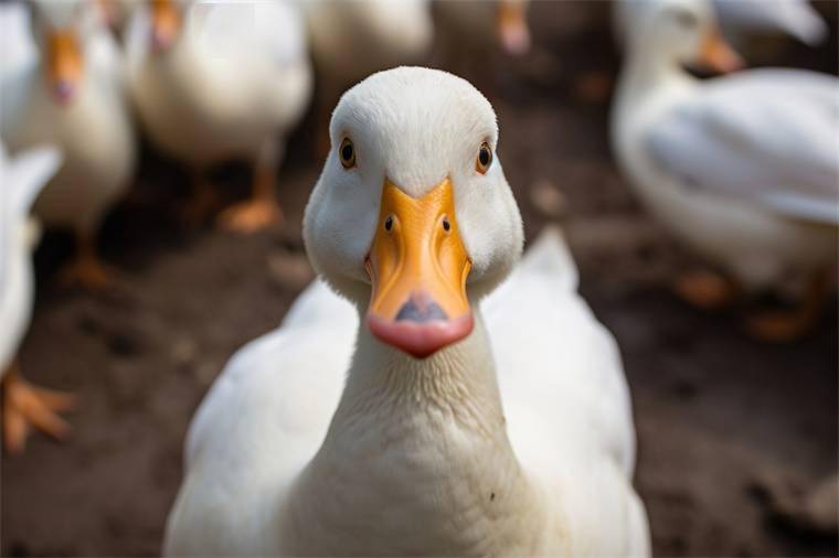 全球数亿只禽类死亡科学家警告禽流感病毒正在南极洲大规模传播附畜禽