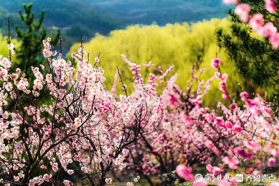 好景山东青岛丨花海如潮襟袖染香青岛梅园百亩梅花盛放