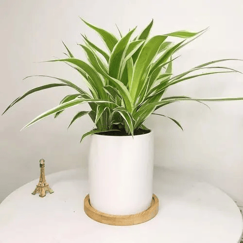 吊兰是一种非常容易养护的植物,很少有人能使其枯萎.